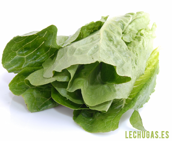 LECHUGA ROMANA